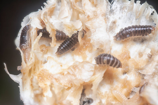 Mycetophagus punctatus maggots feeding on the edible rotten cap termitomyces mushroom. - Photo, Image