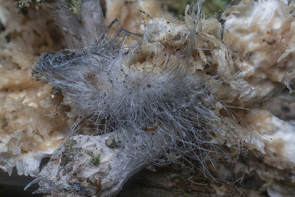Mycetophagus punctatus larwy żywiące się jadalną zgniłą czapką termitomyces grzyb. - Zdjęcie, obraz