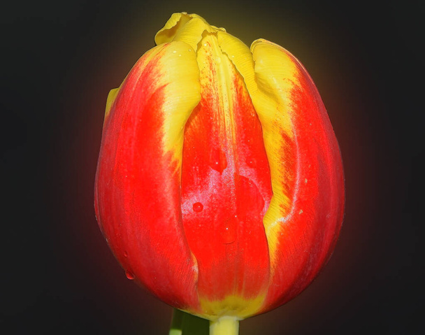 hermosa flor de tulipán sobre fondo oscuro, concepto de verano, vista cercana   - Foto, imagen
