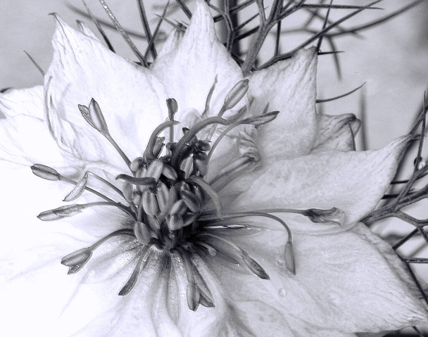 hermosa flor sobre fondo claro, concepto de verano, vista cercana   - Foto, Imagen