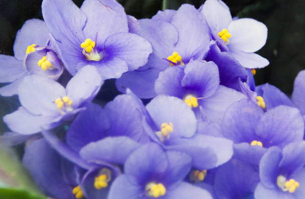 close up of blooming beautiful flowers - Foto, Bild