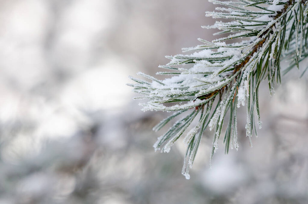 A closeup shot of a coniferous tree branch with snow-covered needle leaves - Фото, изображение