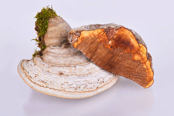 Fomes fomarius es un hongo, que crece en diferentes árboles, este fue recogido de un abedul y se utiliza en la medicina herbal. Es un hongo comestible Woodsfailing aislado en blanco - Foto, Imagen