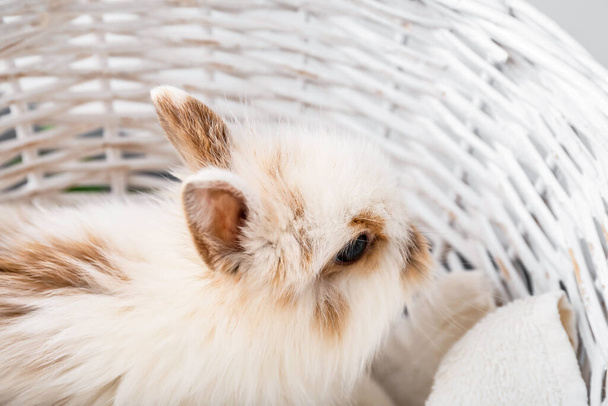 Cute fluffy rabbit in wicker basket - Valokuva, kuva