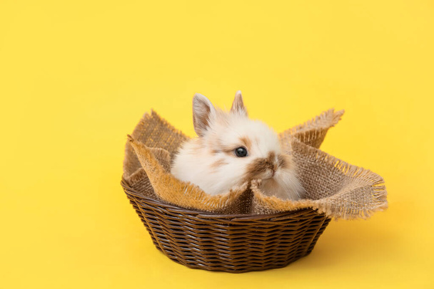 Cute fluffy rabbit in wicker basket on color background - Foto, Imagem