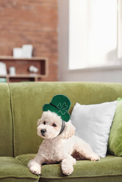 Cane carino con cappello verde a casa. Festa di San Patrizio - Foto, immagini