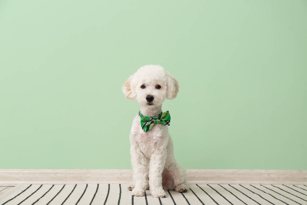 Cute dog with green bowtie near color wall. St. Patrick's Day celebration - Zdjęcie, obraz