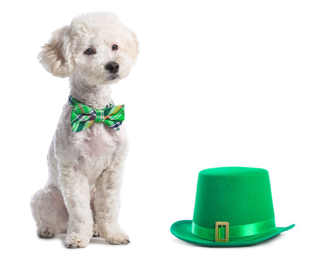 Netter Hund mit grüner Fliege und Hut auf weißem Hintergrund. St. Patrick 's Day Feier - Foto, Bild