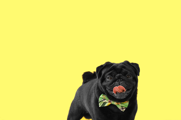 Lindo perro con corbata verde sobre fondo de color. Celebración del Día de San Patricio - Foto, imagen