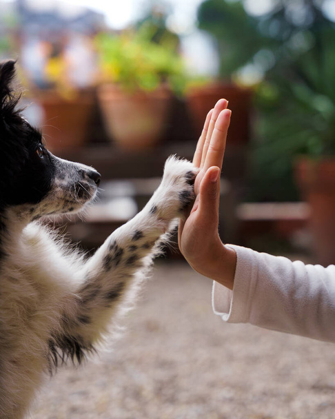 Close-up of a cute black and white border collie puppy high-five with a girl on a sunny day - Photo, Image