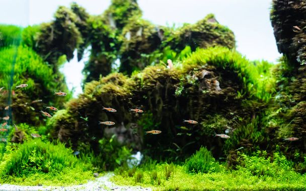 tanque de plantas acuáticas hecho con arreglo de piedra de dragón en el sustrato del suelo con planta (Hemianthus callitrichoides cuba) y peces rasbora enanos. - Foto, imagen