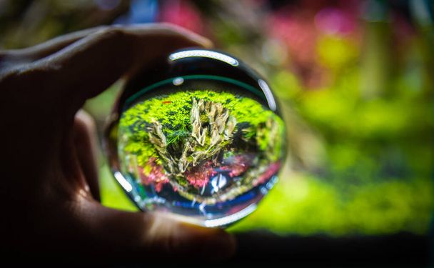 close up image of underwater landscape nature style aquarium tank with a variety of aquatic plants inside shere glass ball. - Photo, Image