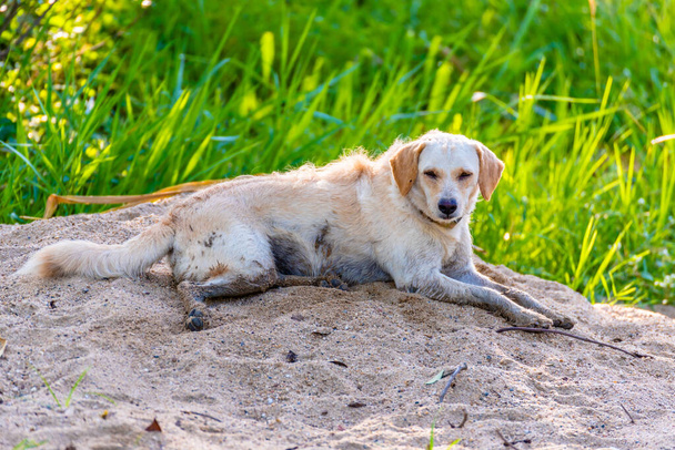 εικόνα του αδέσποτου ύπνου σκυλιών στην άμμο την ημέρα λάκκο. - Φωτογραφία, εικόνα
