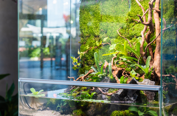 Terrarium estilo pequeno jardim com rocha e madeira à deriva em recipiente de vidro contendo solo e decoração Bromélia plantas. - Foto, Imagem