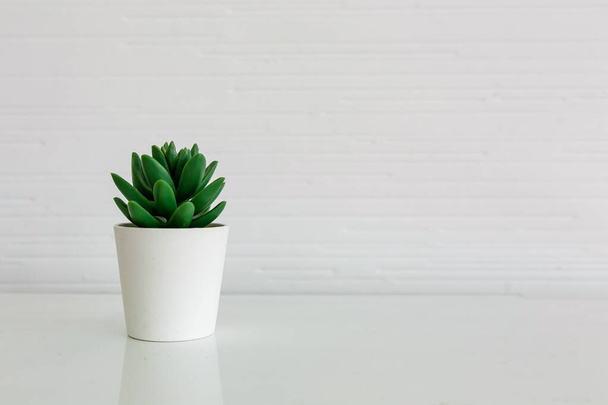 Succulent plant in pot on white table. - Foto, imagen