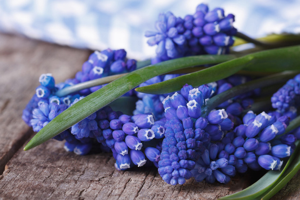 Frühlingsblumen Muscari in blaues Tuch gewickelt Makro  - Foto, Bild
