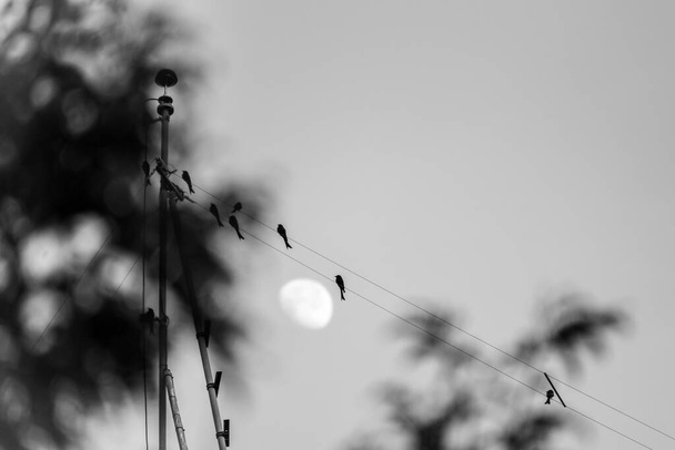 Ασπρόμαυρη εικόνα των πτηνών αλιευμάτων σε ηλεκτρικό πόλο την ημέρα με σαφή γαλάζιο ουρανό και το φεγγάρι στο παρασκήνιο. - Φωτογραφία, εικόνα