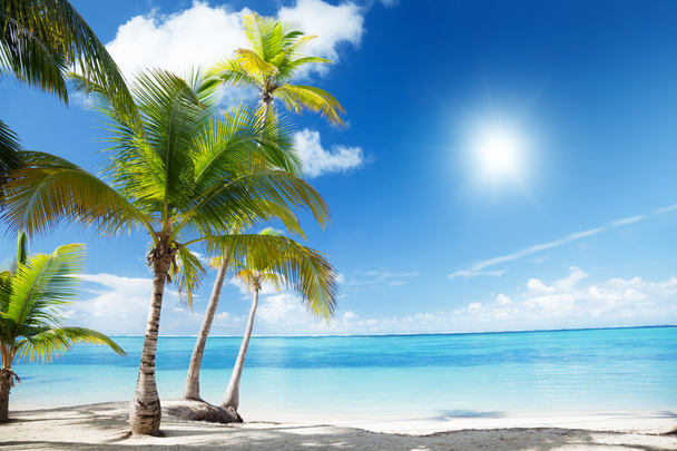 Caribbean sea and coconut palms - Foto, Imagem