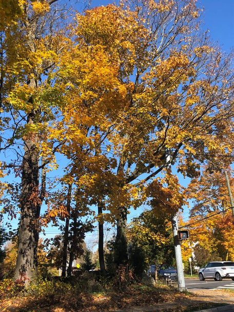 Осенние цвета в Нью-Ханаане - Фото, изображение