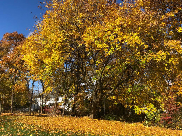 Осенние цвета в Нью-Ханаане - Фото, изображение