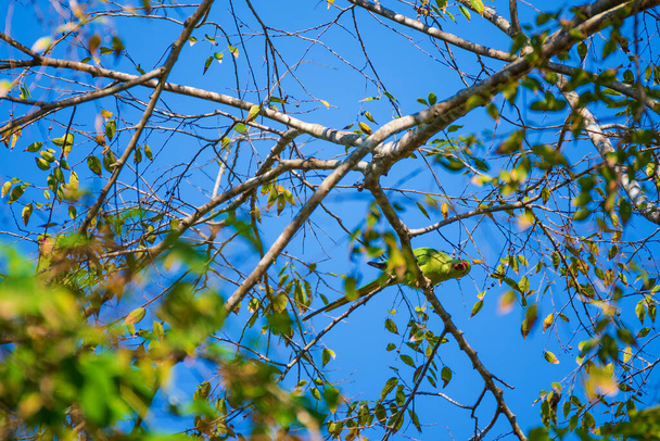 木の上に垂直ハンギングオウムの画像. - 写真・画像