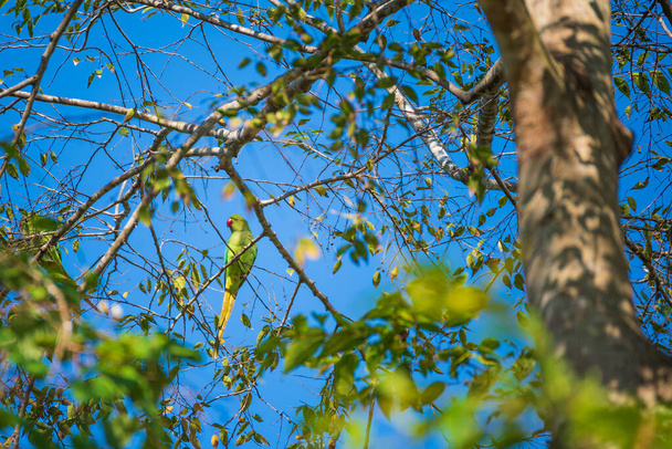 immagine del pappagallo appeso all'albero. - Foto, immagini