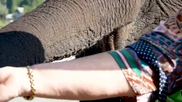 Woman with bananas in her hand feeds an elephant at sanctuary in Chiang Mai Thailand. - Footage, Video