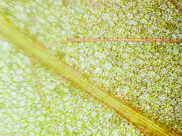 abstract blur close up shot of red aquatic plant cells under microscope. (vertical) - Foto, imagen