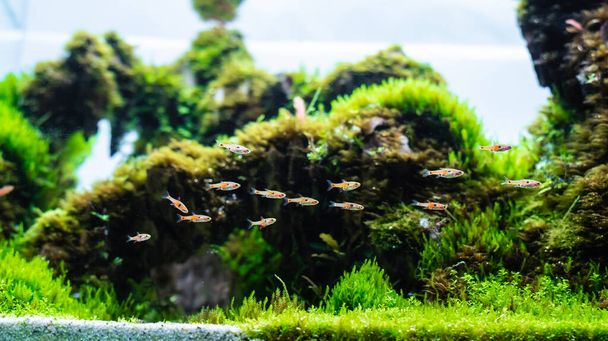 Wasserpflanzenbecken mit Drachensteinanordnung auf Bodensubstrat mit Pflanze (Hemianthus callitrichoides cuba) und Zwergrasbora-Fisch. - Foto, Bild