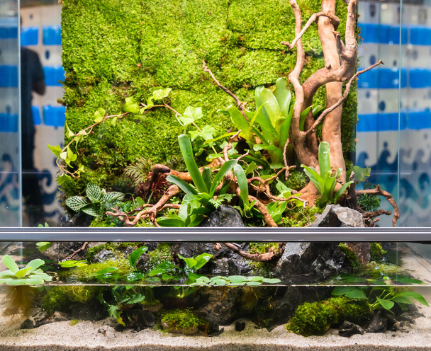 Terrarium style small garden with rock and driftwood in glass container containing soil and decoration Bromeliad plants. - Photo, Image