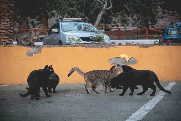 Herd van zwerfkatten in een vissersdorp - Foto, afbeelding
