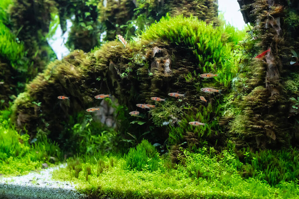 zbiornik wodny wykonany z kamienia smoczego na podłożu glebowym roślinami (Hemianthus callitrichoides cuba) i karłowatymi rybami rasbora. - Zdjęcie, obraz
