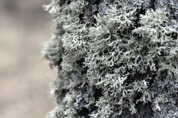Evernia prunastri gray lichen on a tree trunk - Photo, Image