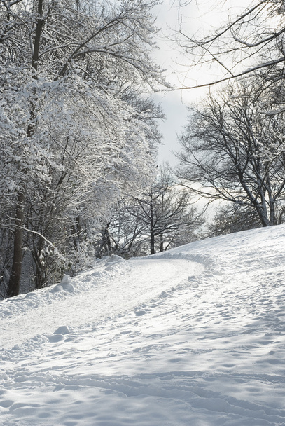 Winter Trail - Фото, зображення