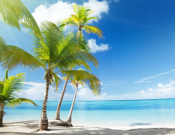 Caribbean sea and coconut palms - Zdjęcie, obraz