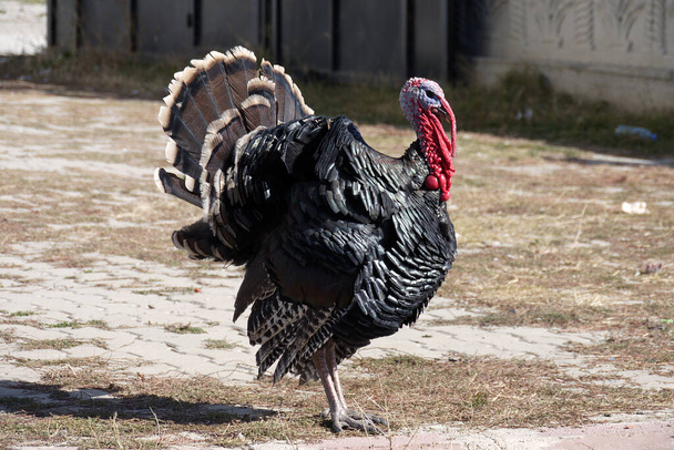 brood turkeys feed and stroll in the garden, large turkeys, - Foto, afbeelding