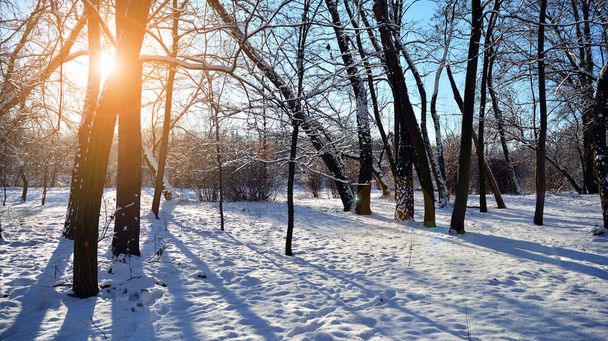 Vista del paisaje de invierno con árboles y sol. Amanecer de invierno, vista al parque. El sol brilla a través de árboles cubiertos de nieve. - Foto, imagen