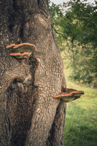 Ağaçtaki çoklu gözenekli mantar. - Fotoğraf, Görsel
