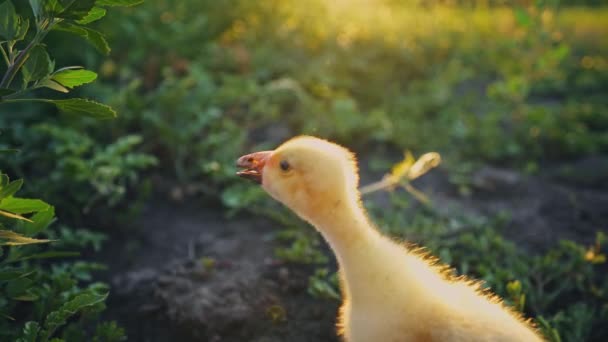 Gosling en un césped verde. Pájaro en el patio trasero. La agricultura. Cachorro de gansos en el pasto en los rayos del sol naciente. Retrato de una chica de oro. Avicultura. Granja de ganso. - Metraje, vídeo