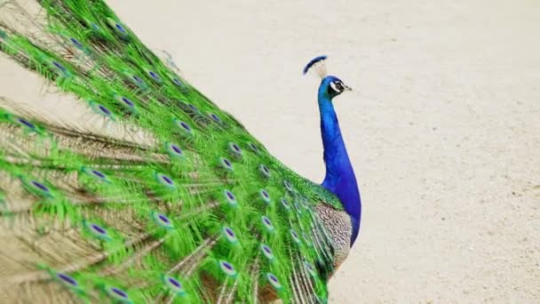 Peacock in all its Glory. A peacock flaunts with an open tail fan. Portrait of a beautiful peafowl. A proud bird with colored feathers. Wild nature. The inhabitants of the zoo. - Footage, Video