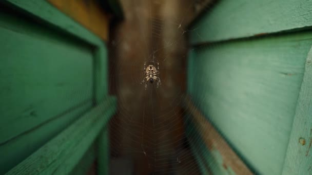 De spin zit in het midden van het web. Spider op nachtelijke jacht. Het roofdier heeft zijn netten uitgespreid. Insectenval. Angst voor spinnen. fobie. - Video