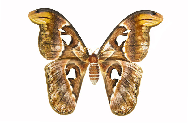 Atlas nachtvlinder op een witte achtergrond - attacus atlasstock foto: - Foto, afbeelding