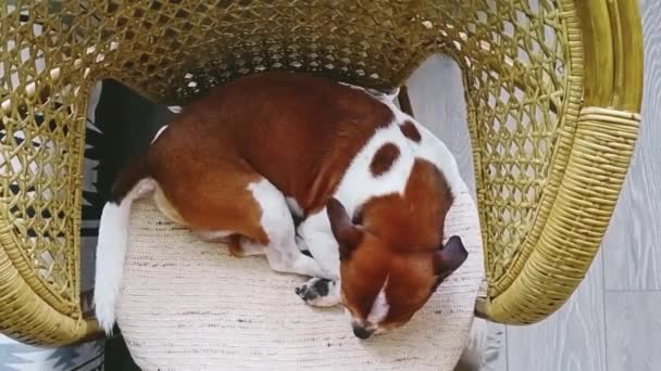 Chihuahua σκυλί που βρίσκεται σε καρέκλα μπαστούνι. Μείνε σπίτι. - Πλάνα, βίντεο