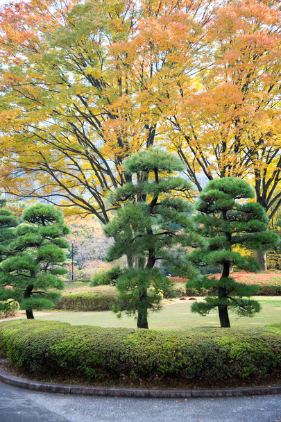 Úžasný výhled v japonské zahradě - Fotografie, Obrázek