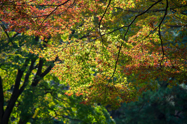 Φύλλα φθινοπώρου ιαπωνικού σφενδάμου στην ηλιόλουστη μέρα. - Φωτογραφία, εικόνα