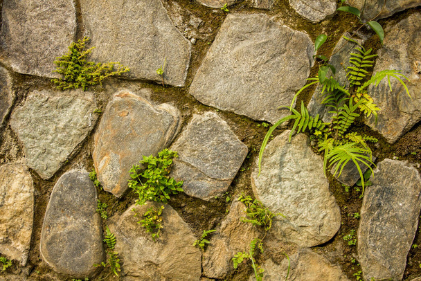 τείχος από μεγάλες άνισες φυσικές πέτρες με μικρή πράσινη βλάστηση. τοίχος με βρύα. τραχιά υφή επιφάνειας τοίχου. γκρι και άσπρες πέτρες. - Φωτογραφία, εικόνα