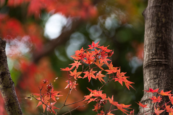 Φύλλα φθινοπώρου ιαπωνικού σφενδάμου στην ηλιόλουστη μέρα. - Φωτογραφία, εικόνα