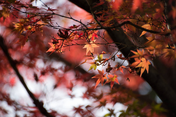 Herfst bladeren van Japanse esdoorn in de zon dag. - Foto, afbeelding