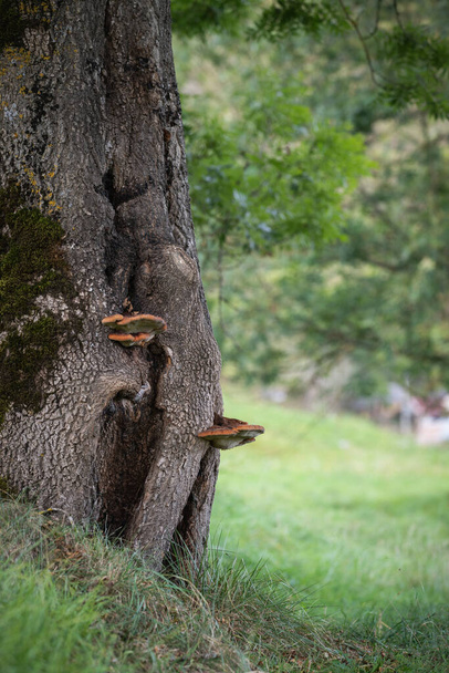 Polypore mushroom on a tree - Фото, изображение