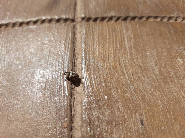 Un primer plano del escarabajo blanco y negro chrysomla mainensis en un piso de cemento u hormigón - Foto, Imagen